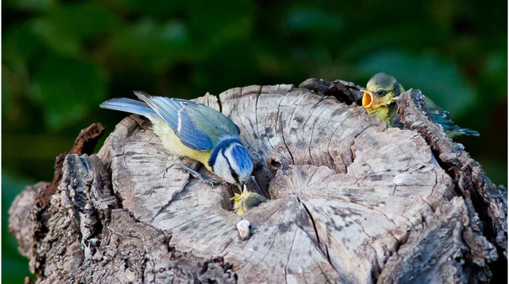 Maise füttert | © Helge Kramberger Maise füttert | © Helge Kramberger